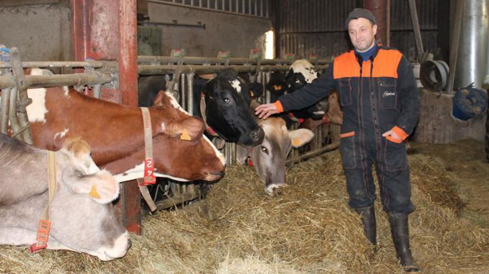 Sur l’élevage de Nicolas Pierson, des vaches de différentes races côtoient des moutons suffolks, ainsi que quelques chèvres et des poneys pour l’animation et l’accueil à la ferme. © D. Péronne
